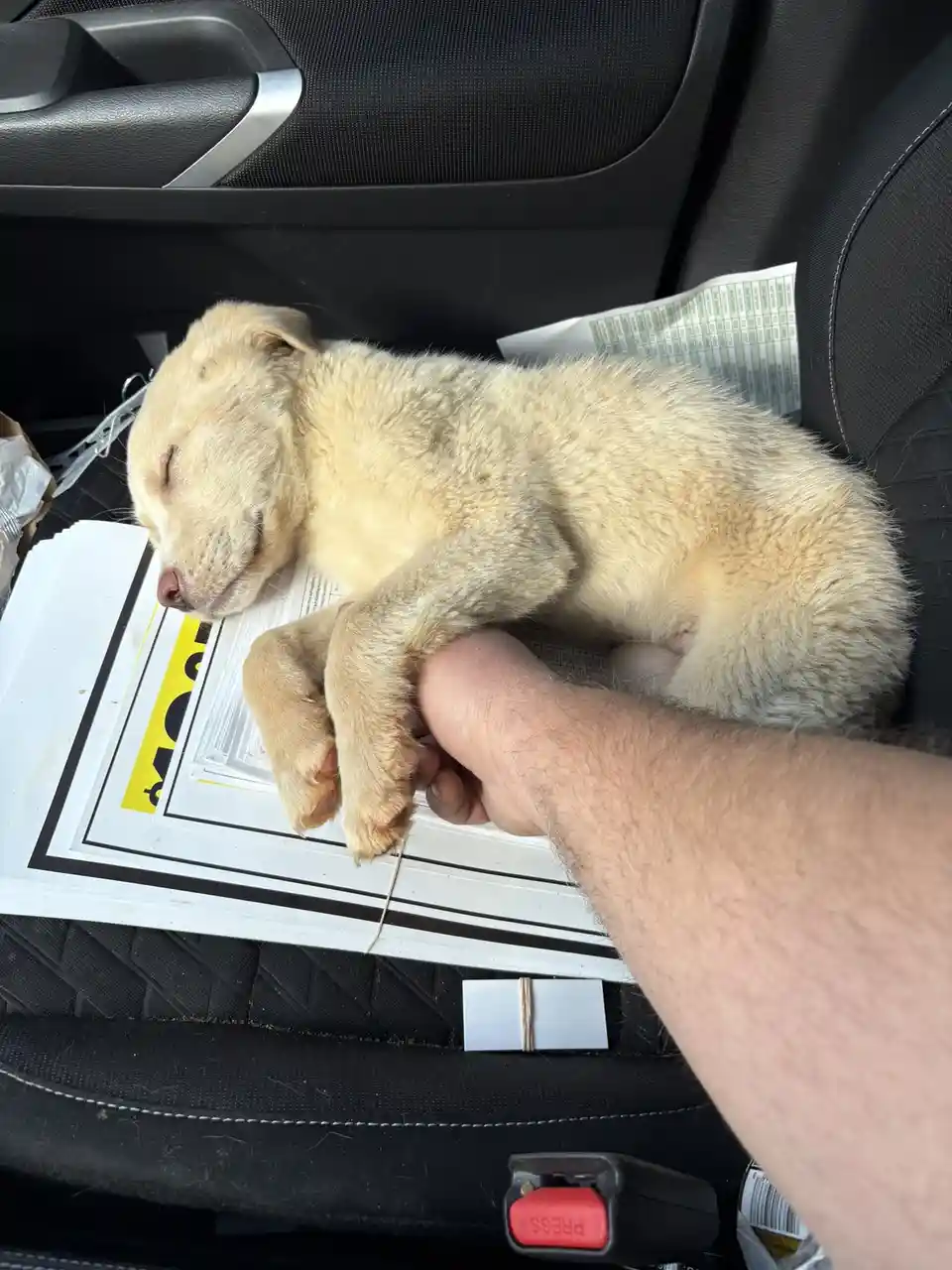 A small, light-colored puppy is curled up and sleeping soundly on a stack of papers inside a car, while a person's hand…