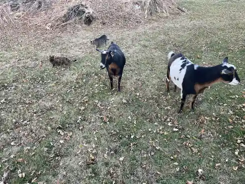 An outdoor photo shows two goats and two cats standing on grass scattered with dry leaves. One goat is black with a white…