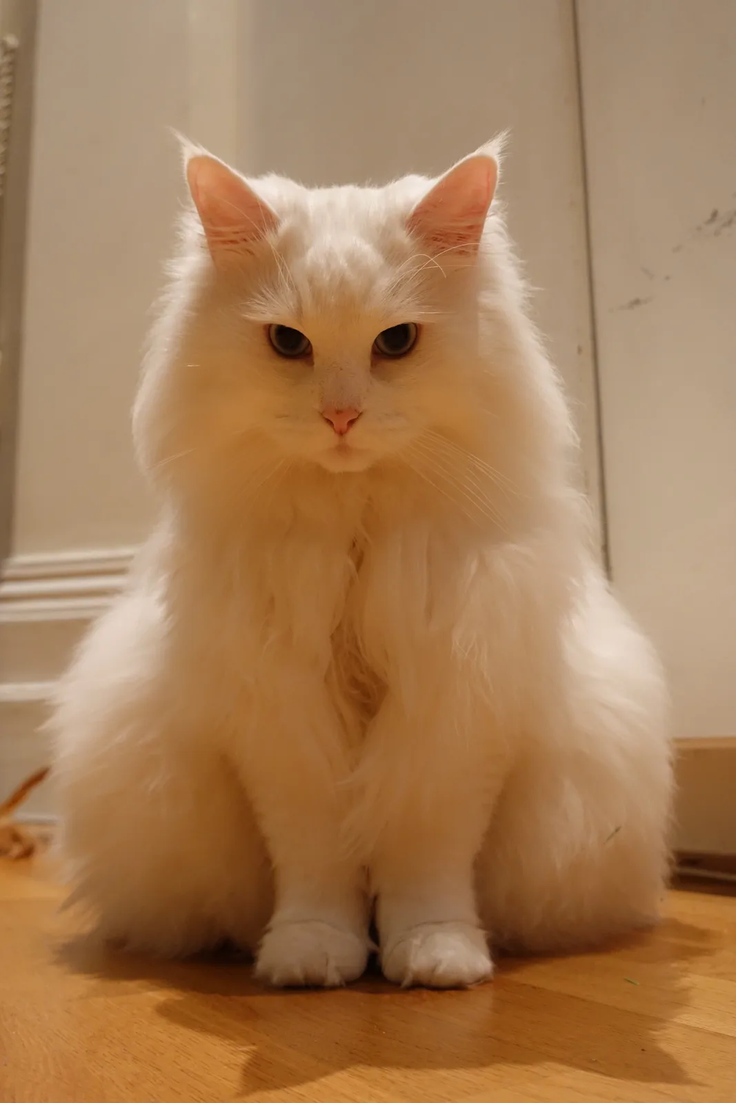 A fluffy white cat with long fur sits upright on a wooden floor, looking directly at the camera with a serious, unimpressed…