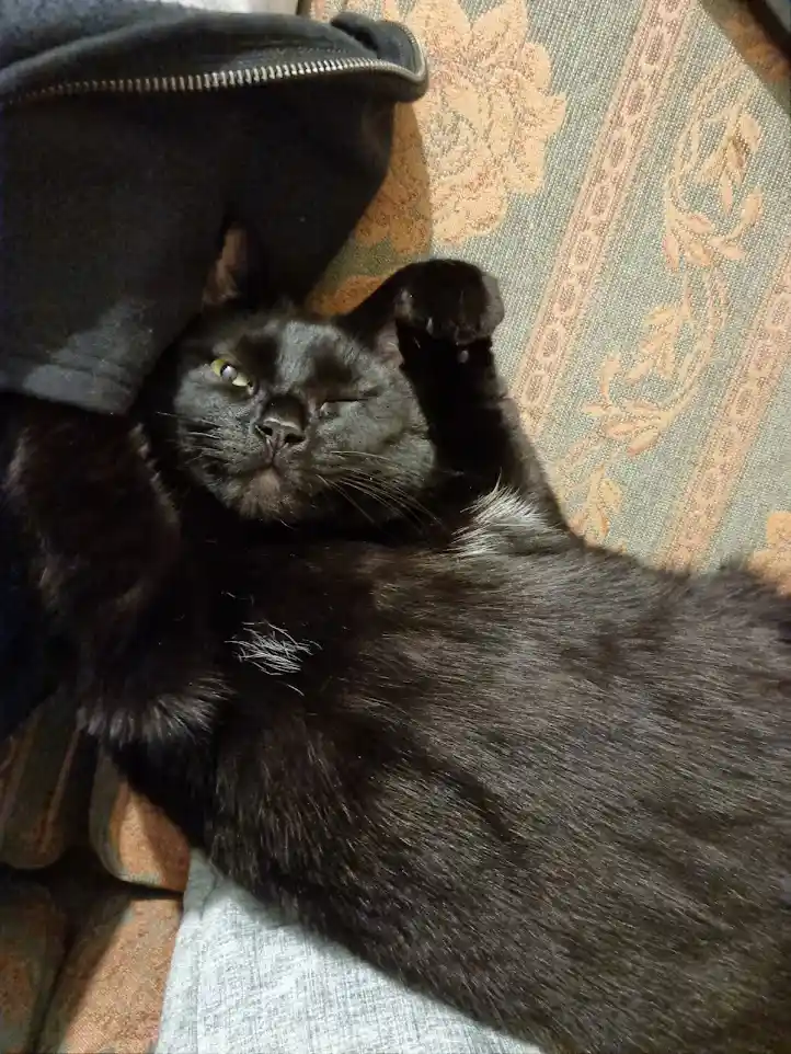 A black cat with one eye open and one eye closed lies on a patterned couch, partially covered by a black zippered jacket…