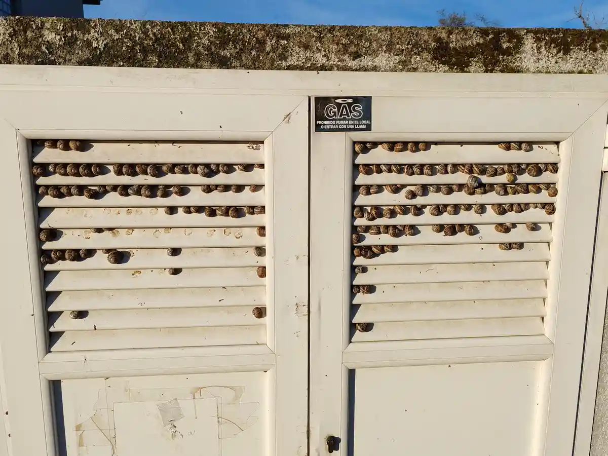A white metal gas cabinet with louvered doors is covered in hundreds of snails, with a black warning sign reading 'GAS…