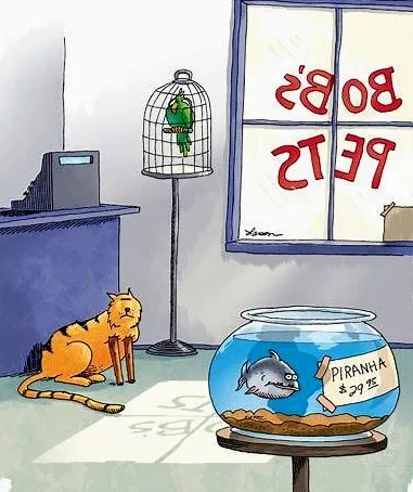 A cartoon cat with a broken leg sits on the floor in a pet store, looking at a fishbowl containing a piranha labeled…