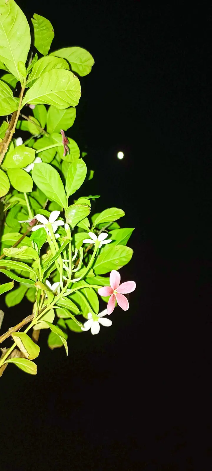 A nighttime photo shows a branch with green leaves and small white and one pink flower against a black sky, with a bright…