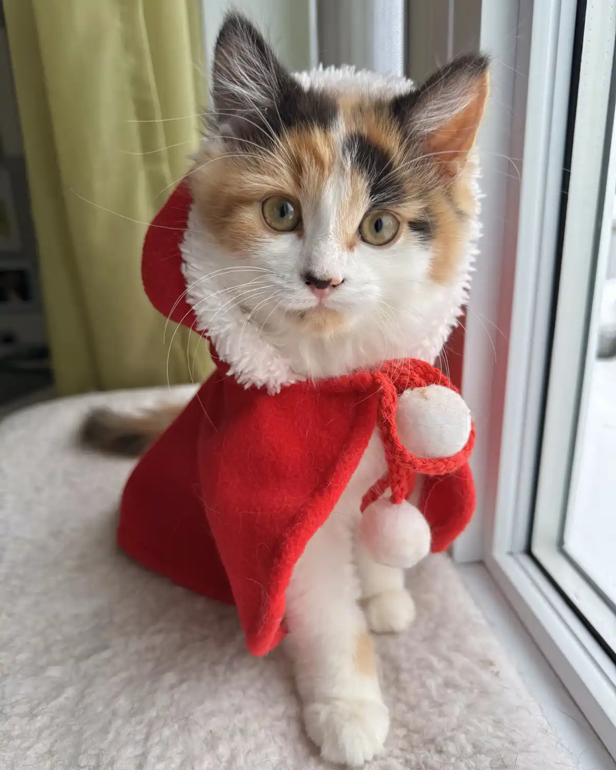 A calico cat with white, orange, and black fur sits on a windowsill wearing a red Santa-style outfit with white pom-poms…