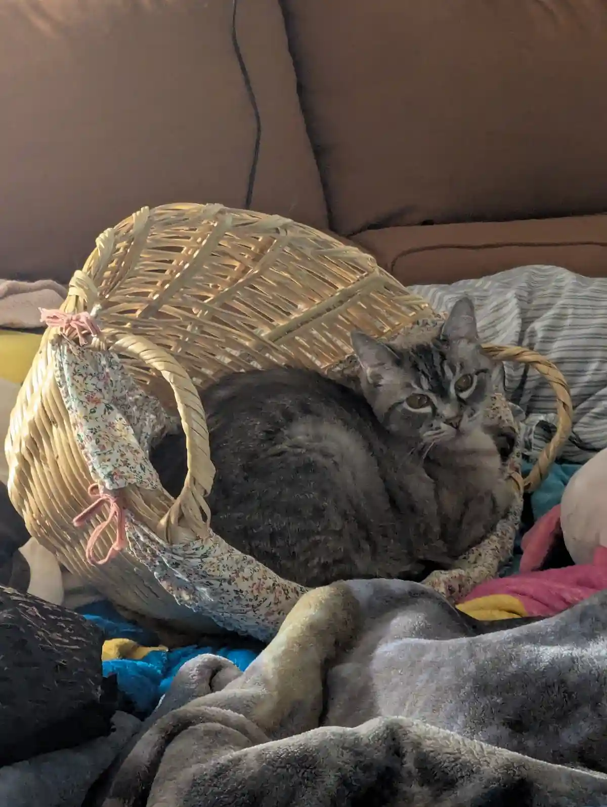 A gray tabby cat with wide, unimpressed eyes sits curled up inside a large, overturned wicker basket lined with floral…