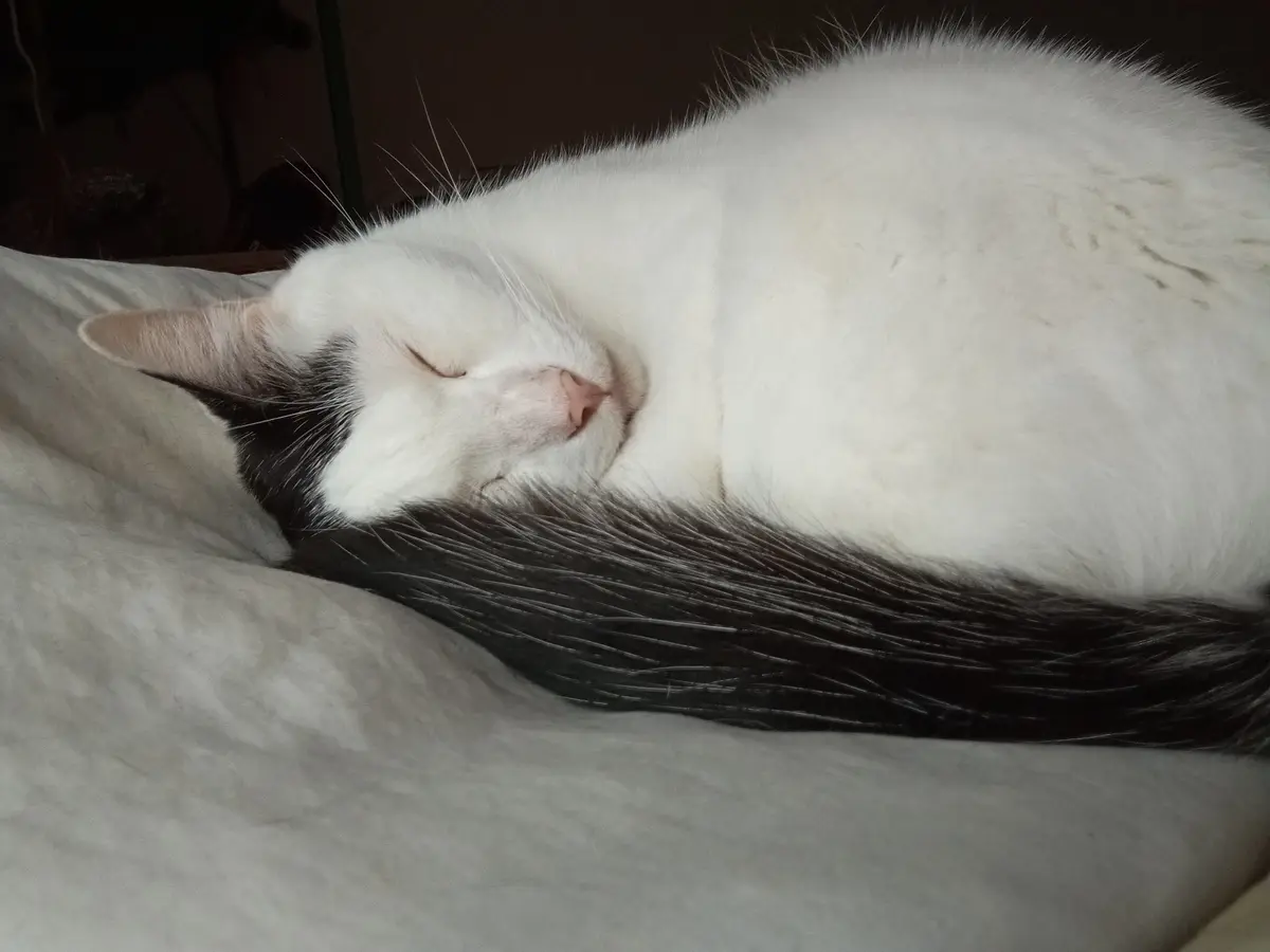 A white and black cat is curled up and sleeping peacefully on a light-colored bedsheet. Its eyes are closed, and its tail is…