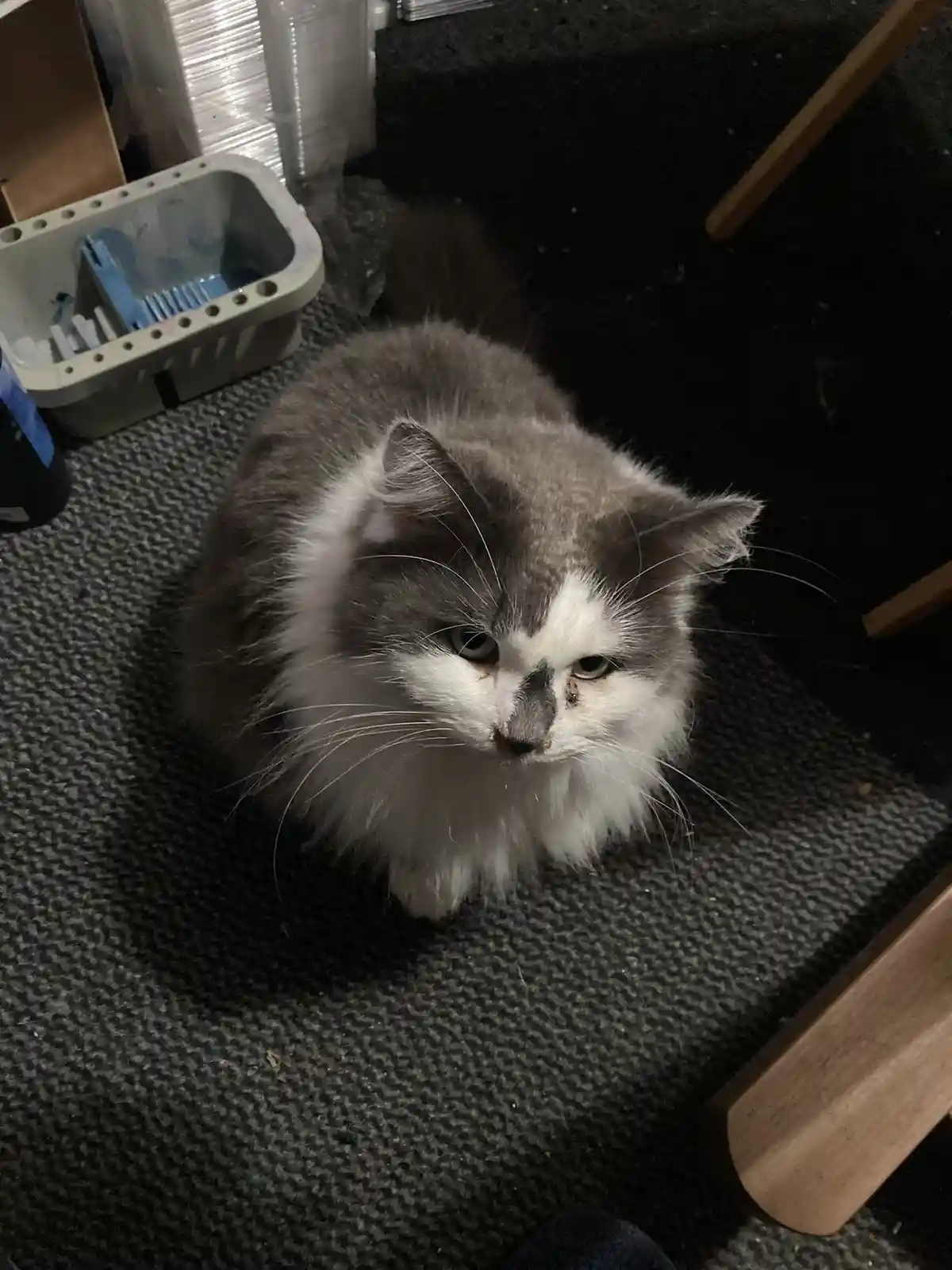 Life with Our Beloved House Kitties