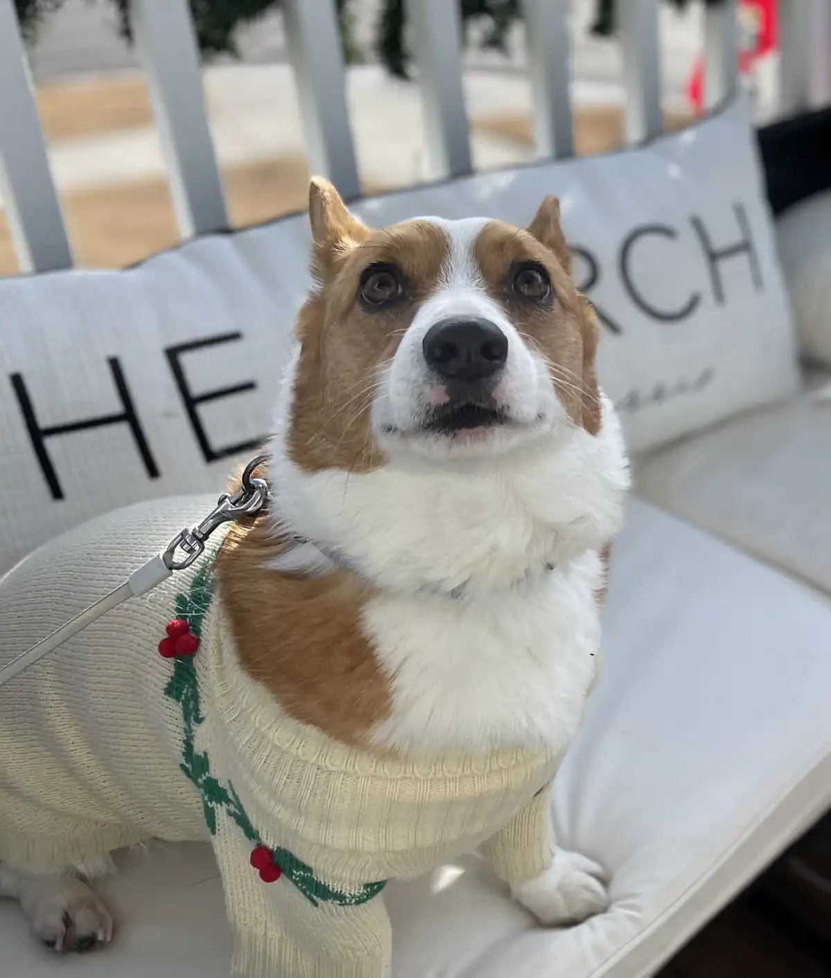 The cutest Christmas Corgi spreading holiday cheer!