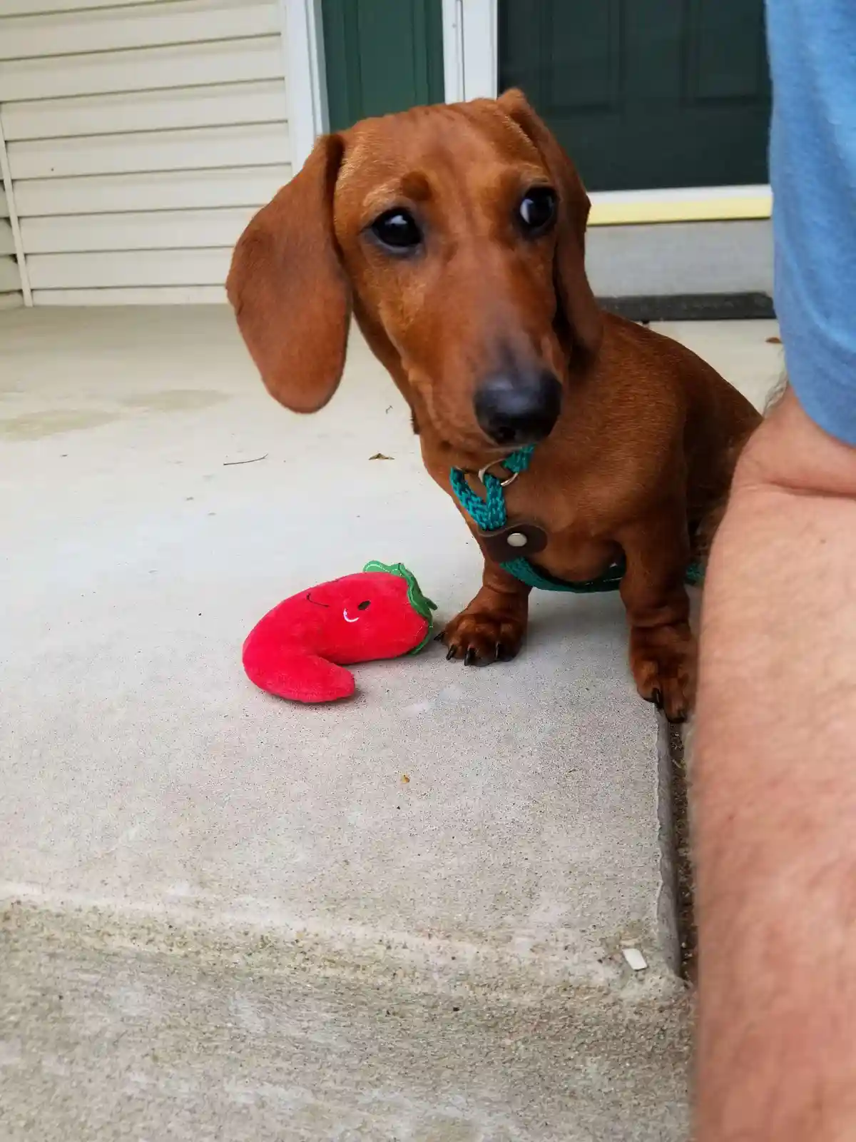 A brown dachshund with large, sad eyes sits on a concrete porch next to a red plush toy shaped like a chili pepper with a…