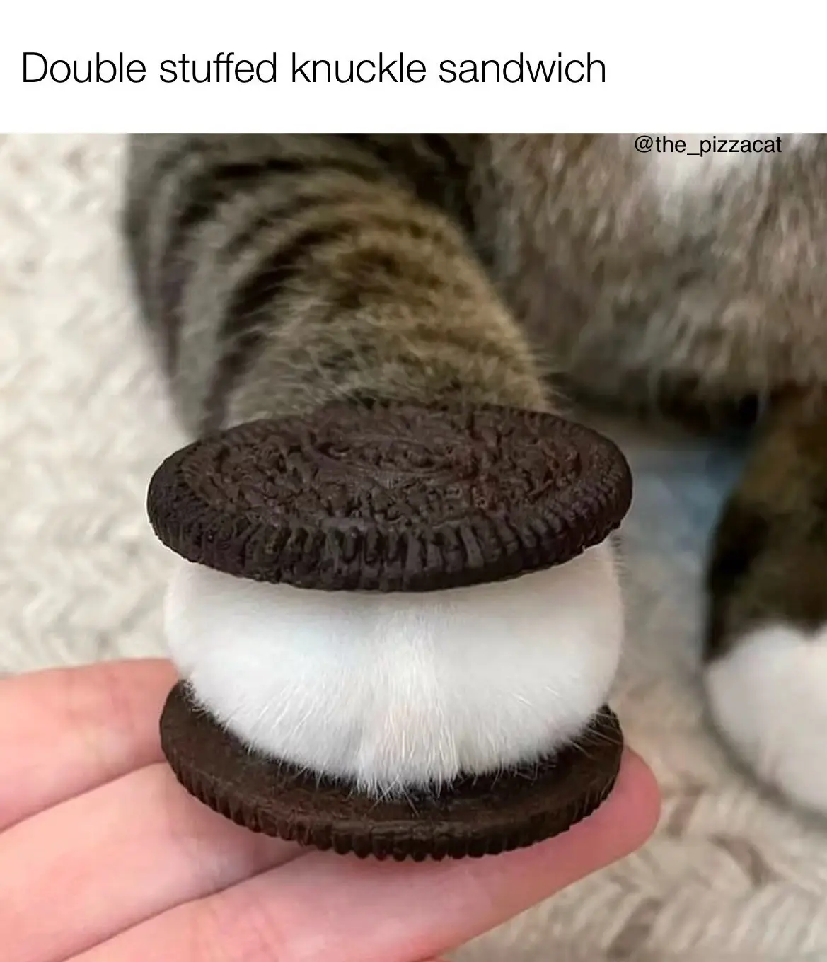 A person holds a cat's white-padded paw between two chocolate sandwich cookies, visually mimicking an oreo cookie sandwich…