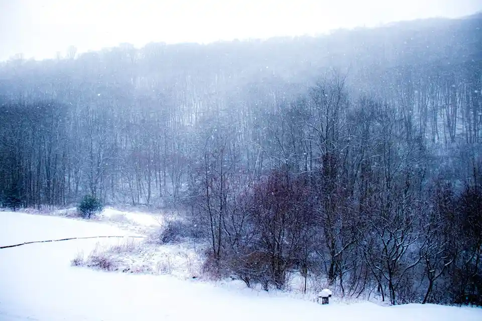 A snowy landscape with bare trees and falling snow, featuring a small snow-covered object in the foreground. Overlaid text…