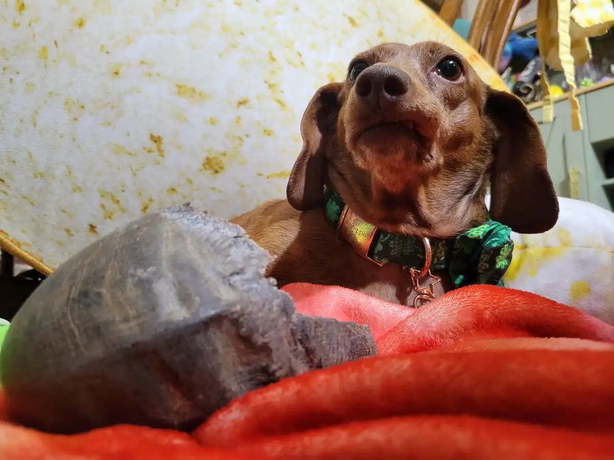 A brown dachshund with large, expressive eyes and a slightly open mouth sits on a red blanket, looking upward. It wears a…