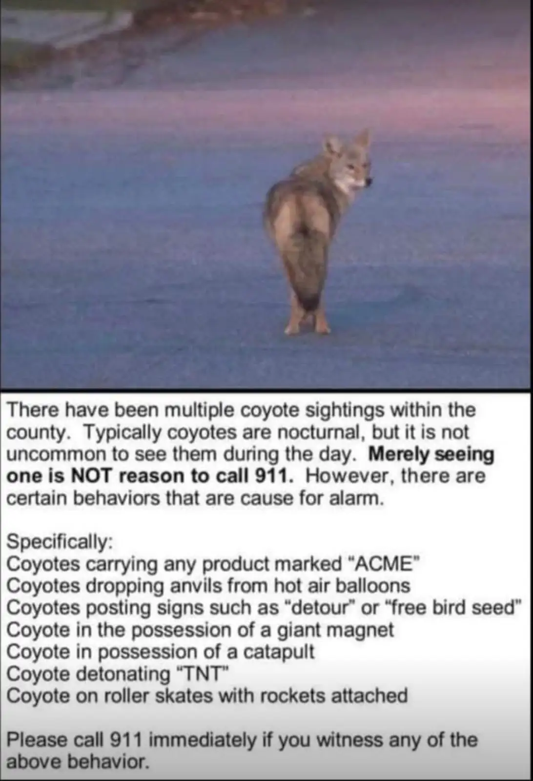 A coyote stands in a field at dusk, looking toward the camera. Overlaid text humorously lists absurd, fictional behaviors…