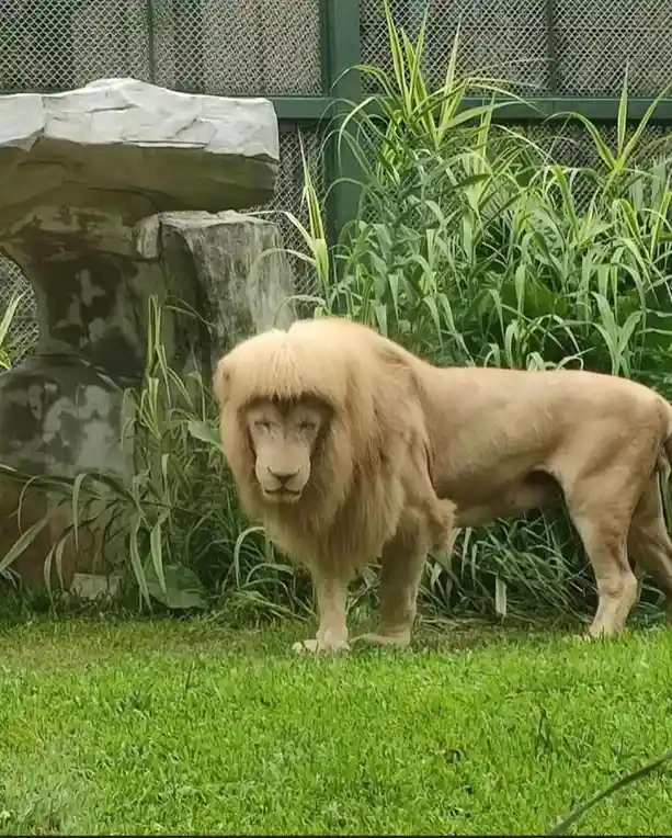 A male lion with a very short, fluffy mane stands on green grass in an enclosure with rocks and tall green plants behind it…