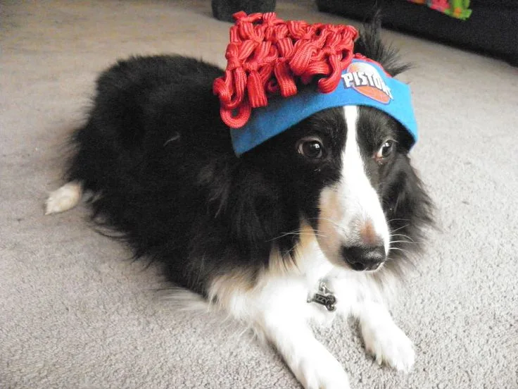 A black and white dog lies on a carpet wearing a blue Detroit Pistons headband with a red, frilly, knotted accessory on top…