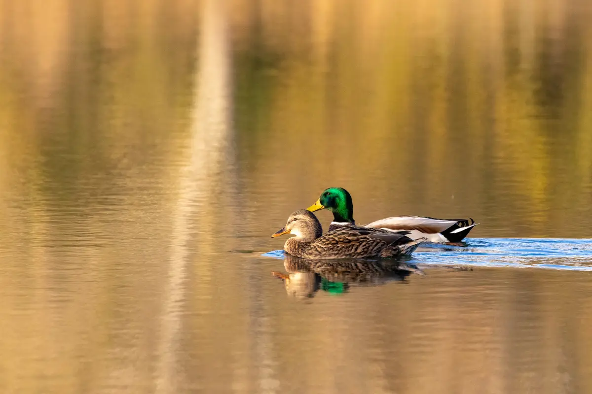 A male mallard duck with a green head and yellow bill is resting its head on the back of a female mallard duck with mottled…