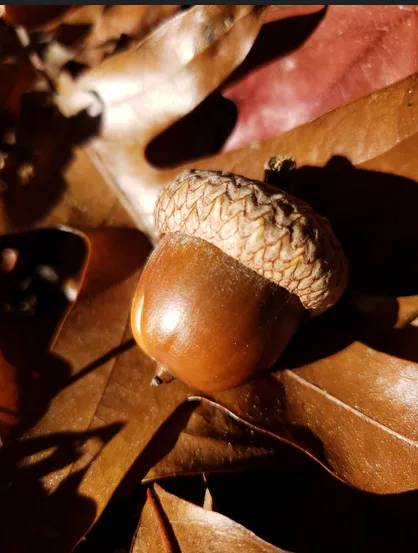 A close-up photograph of a single acorn resting among dry, brown autumn leaves under warm sunlight. The acorn’s textured cap…