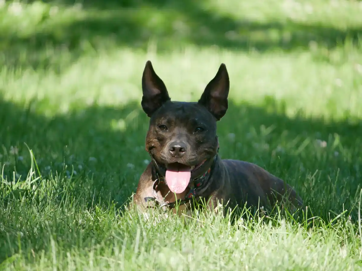 A brindle-coated dog with perked ears and a pink tongue out is lying in bright green grass, looking directly at the camera…