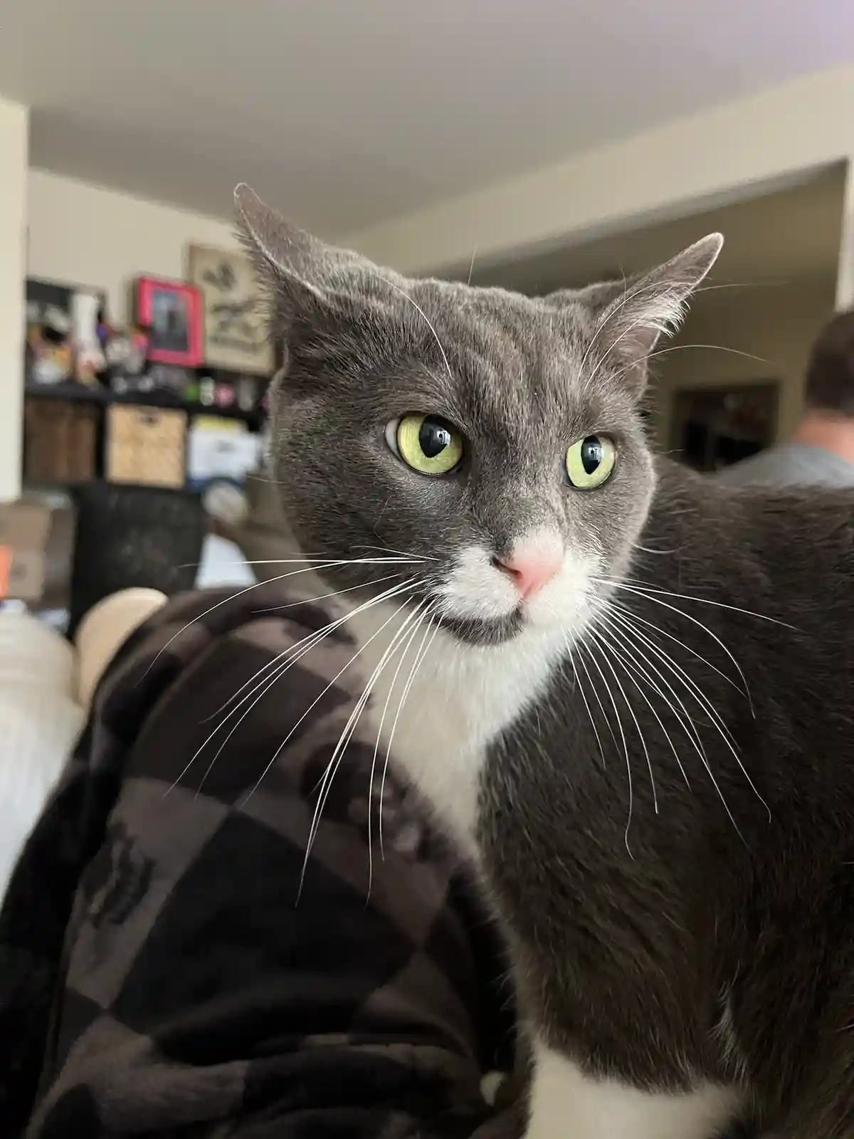 A close-up photo of a gray and white domestic cat with striking green eyes, looking directly at the camera with a serious…