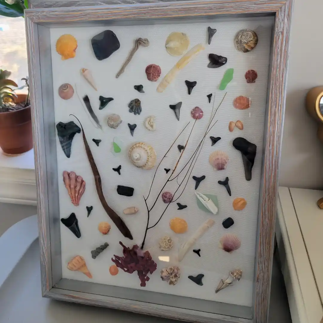 A framed shadowbox display filled with various seashells, sea glass, coral fragments, and numerous shark teeth arranged on a…