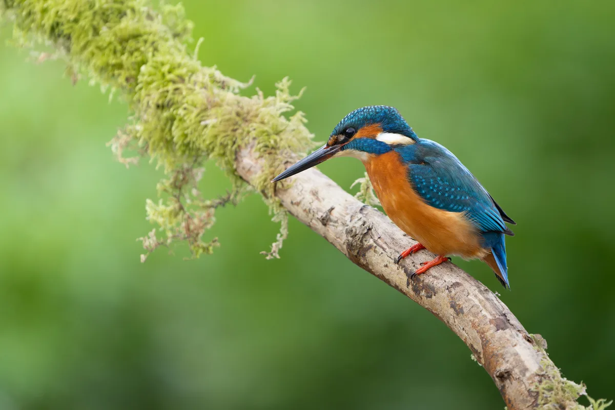 A vibrant kingfisher bird with blue and orange plumage perches on a moss-covered branch against a soft green background. The…
