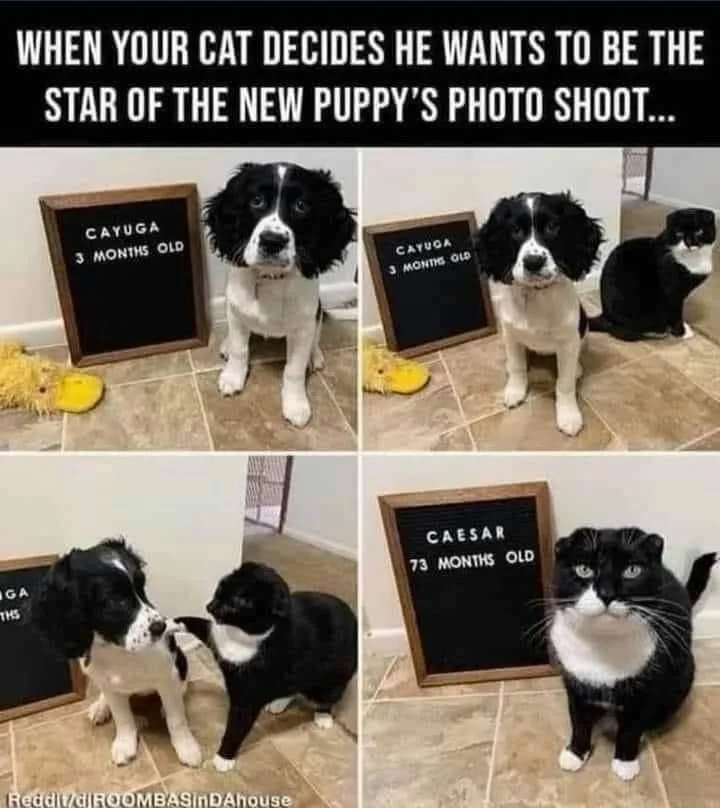 A four-panel image shows a black-and-white puppy named Cayuga, 3 months old, posing for photos with a small black-and-white…