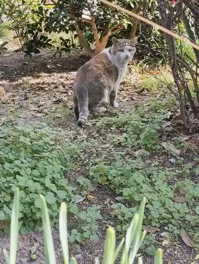 A brown and white cat sits in a garden with green foliage and dry leaves, looking directly at the camera with a calm…