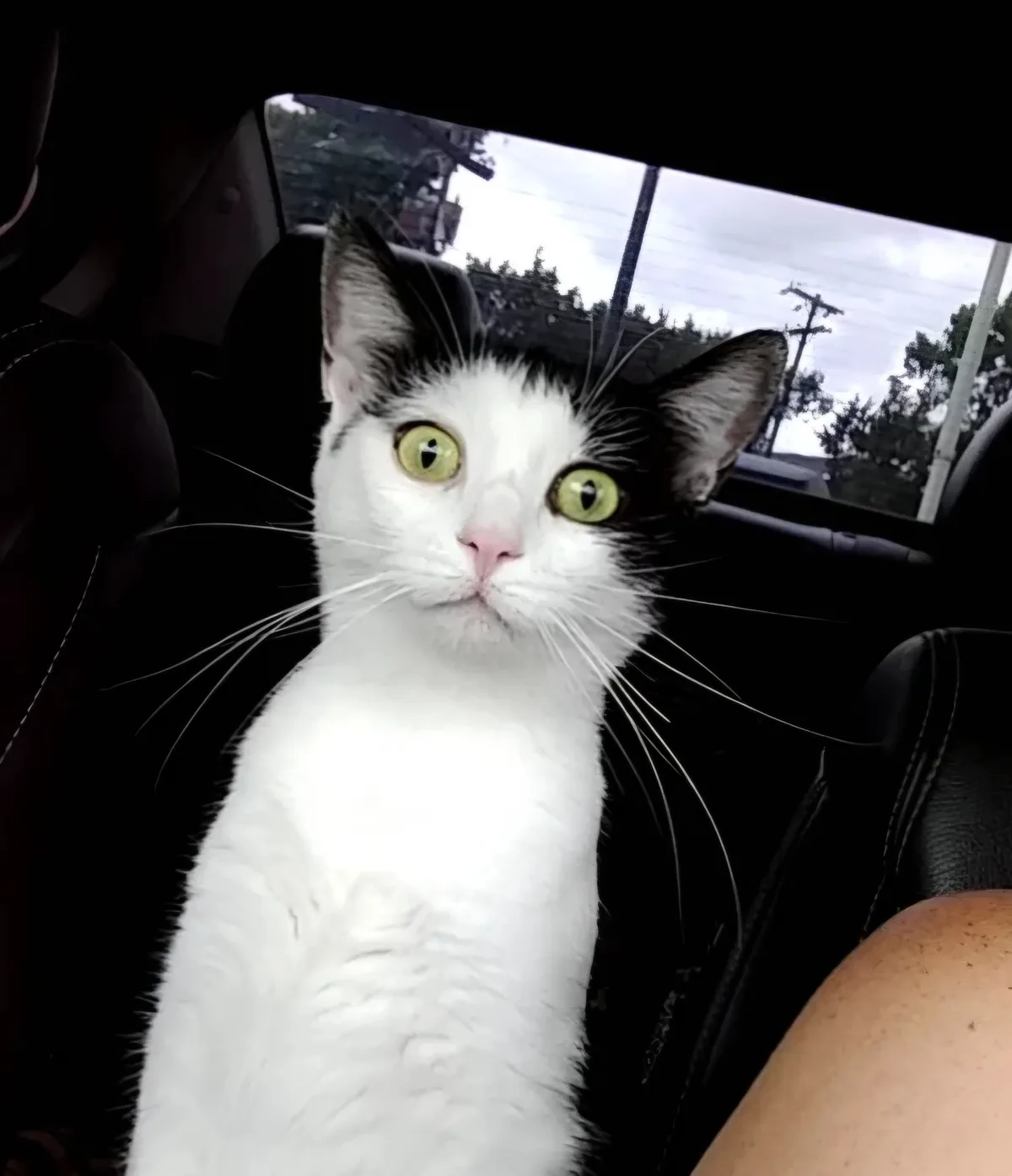 A close-up photo shows a white cat with black markings around its eyes and ears, sitting in a car seat and staring directly…