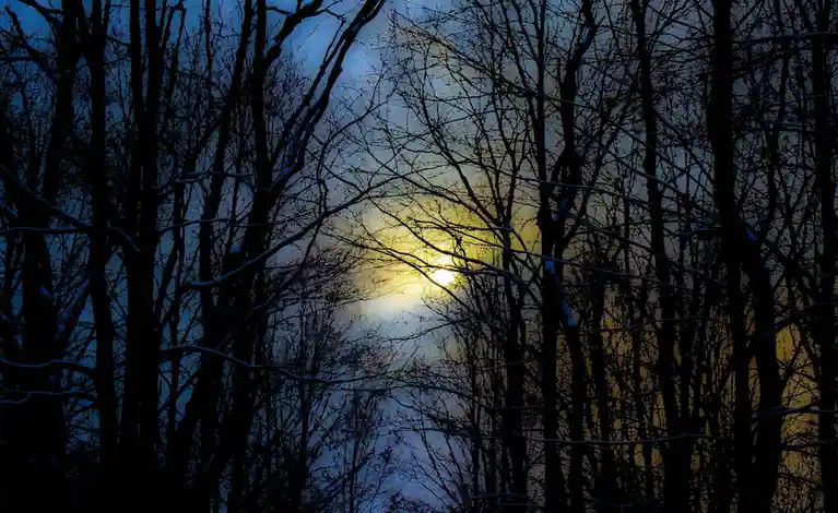 A serene view of the forest