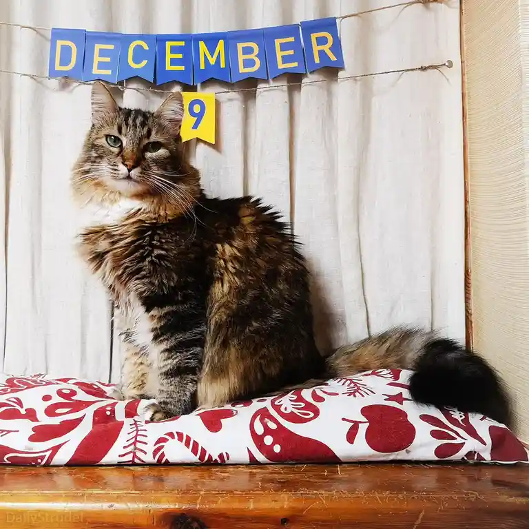 A fluffy tabby cat sits regally on a red-and-white holiday-patterned cushion, looking directly at the camera with a bored…