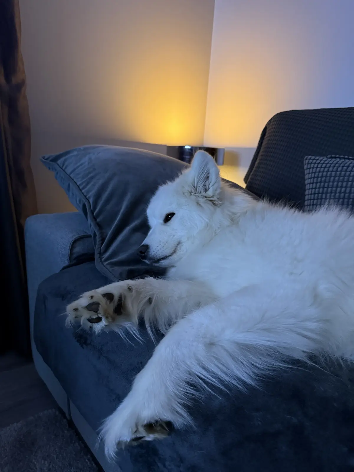 Samoyed Enjoying a TV Show