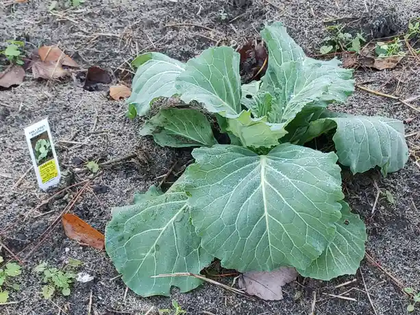 A young cabbage plant with large green leaves covered in dew droplets grows in dark soil, next to a white seed packet…