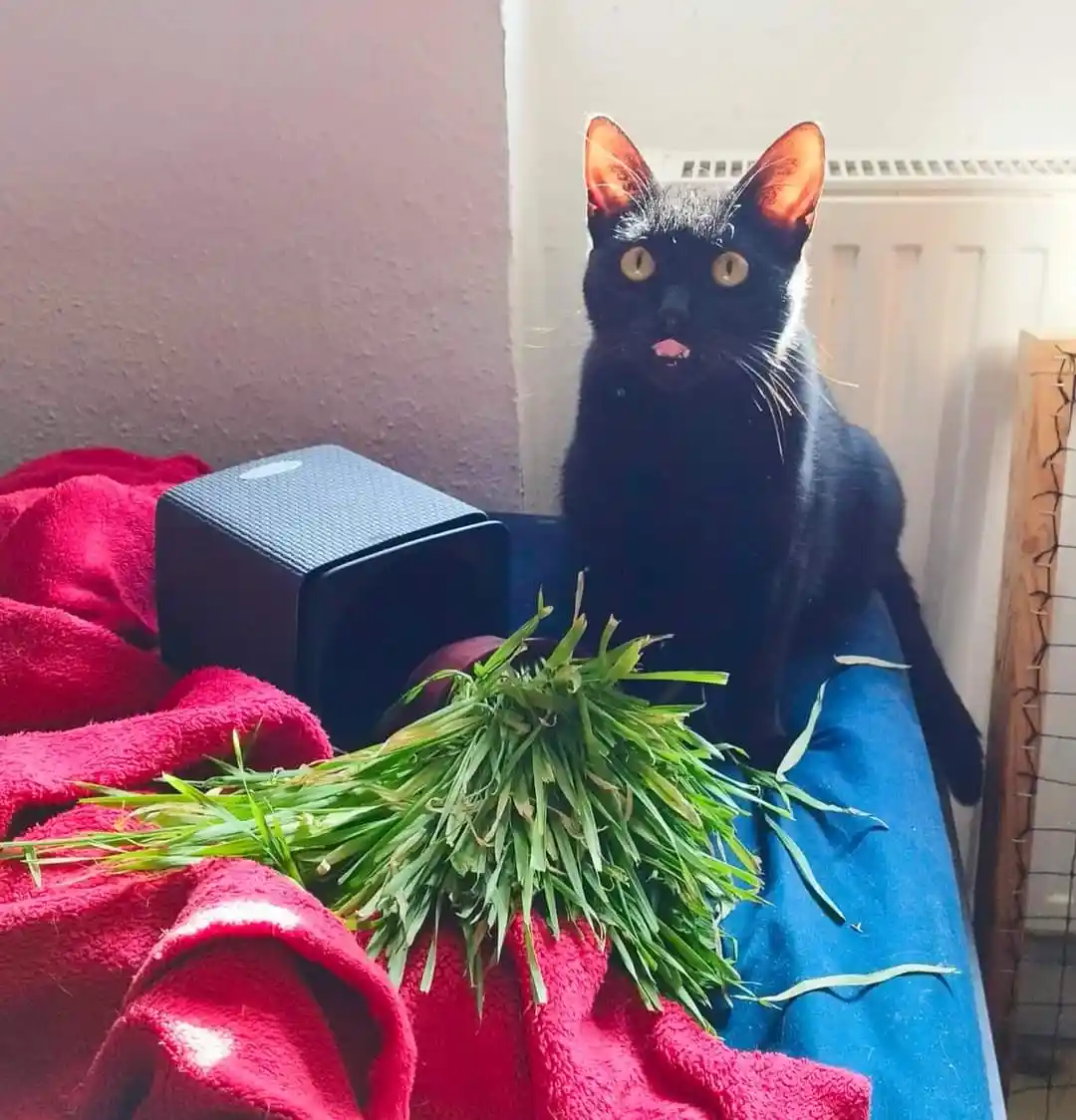A black cat with wide yellow eyes and a slightly open mouth sits on a blue surface next to a large pile of freshly cut grass…