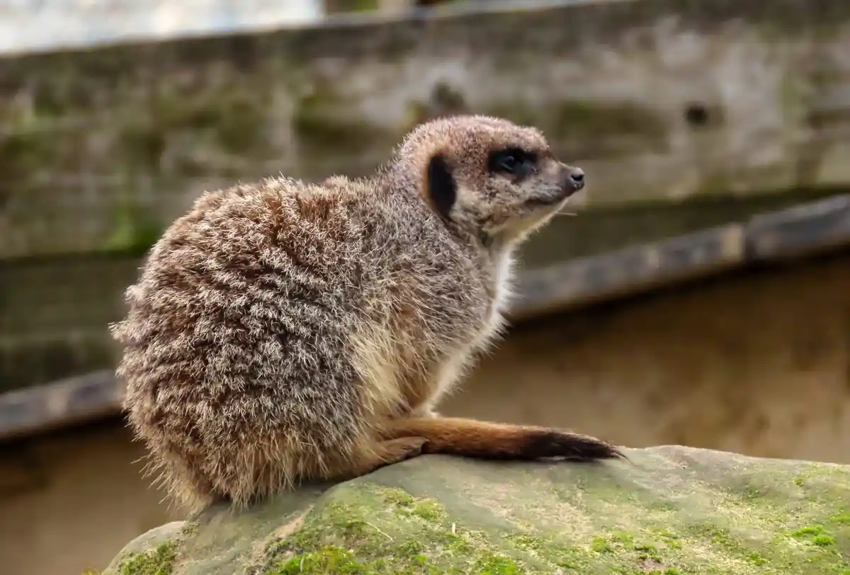 A meerkat sits upright on a mossy rock, looking alertly to the side. The image has text overlaid that reads 'i'm not lazy…