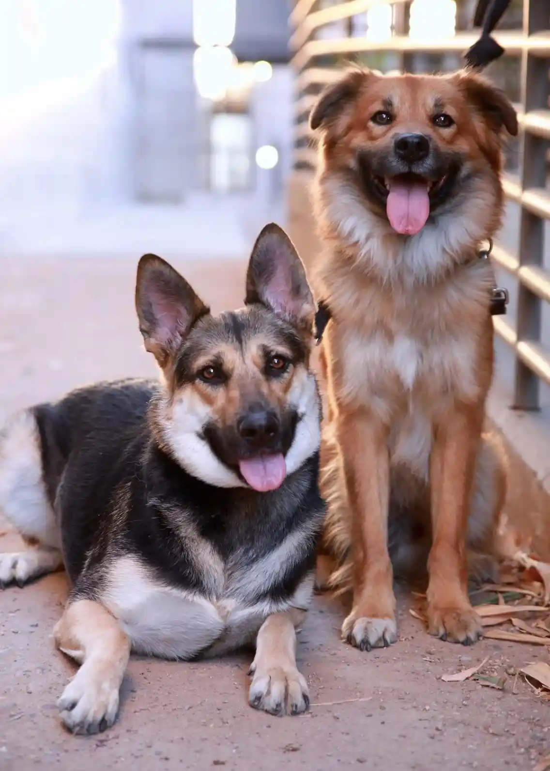 Two dogs are pictured: one lying down in the foreground with black, tan, and white fur, and another sitting upright behind…