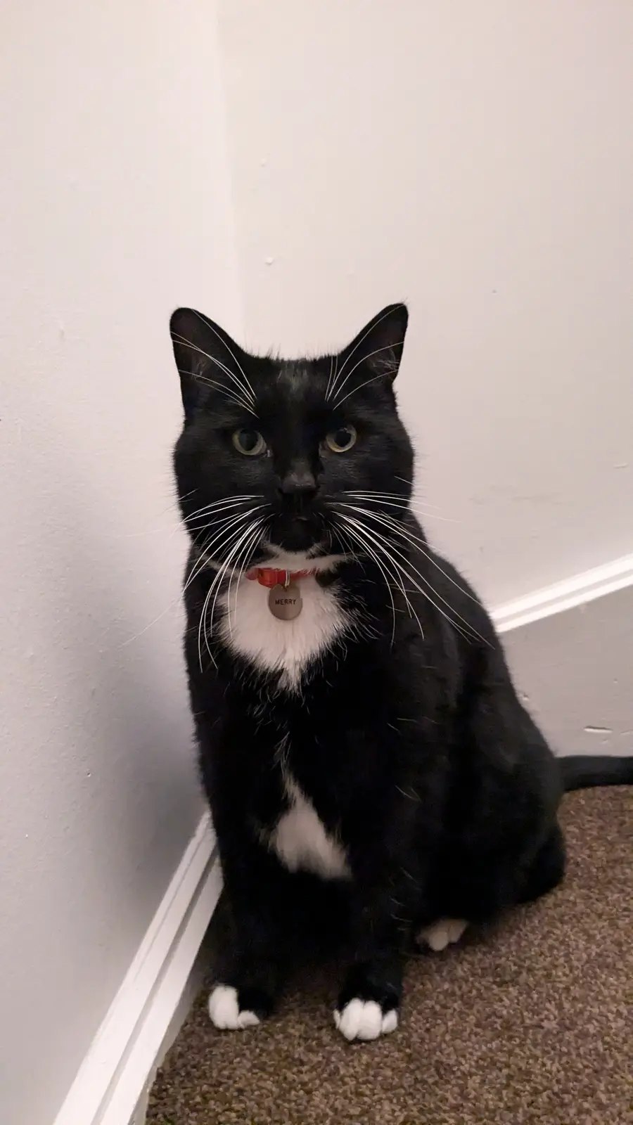 A black cat with white paws, chest, and whiskers sits in a corner on carpet, wearing a red collar with a tag that reads…