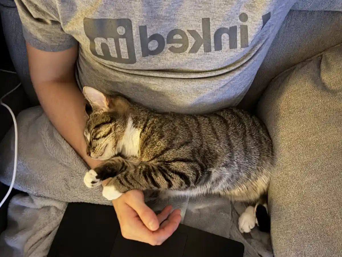 A tabby cat is sleeping soundly on a person's lap, who is wearing a gray t-shirt with the LinkedIn logo printed backward…
