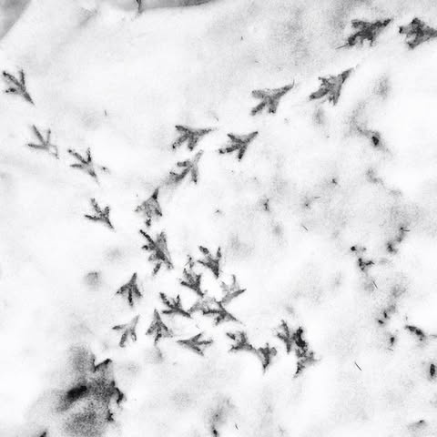 A black-and-white image shows numerous bird footprints in snow, arranged in a scattered pattern. Overlaid text reads 'i'm…