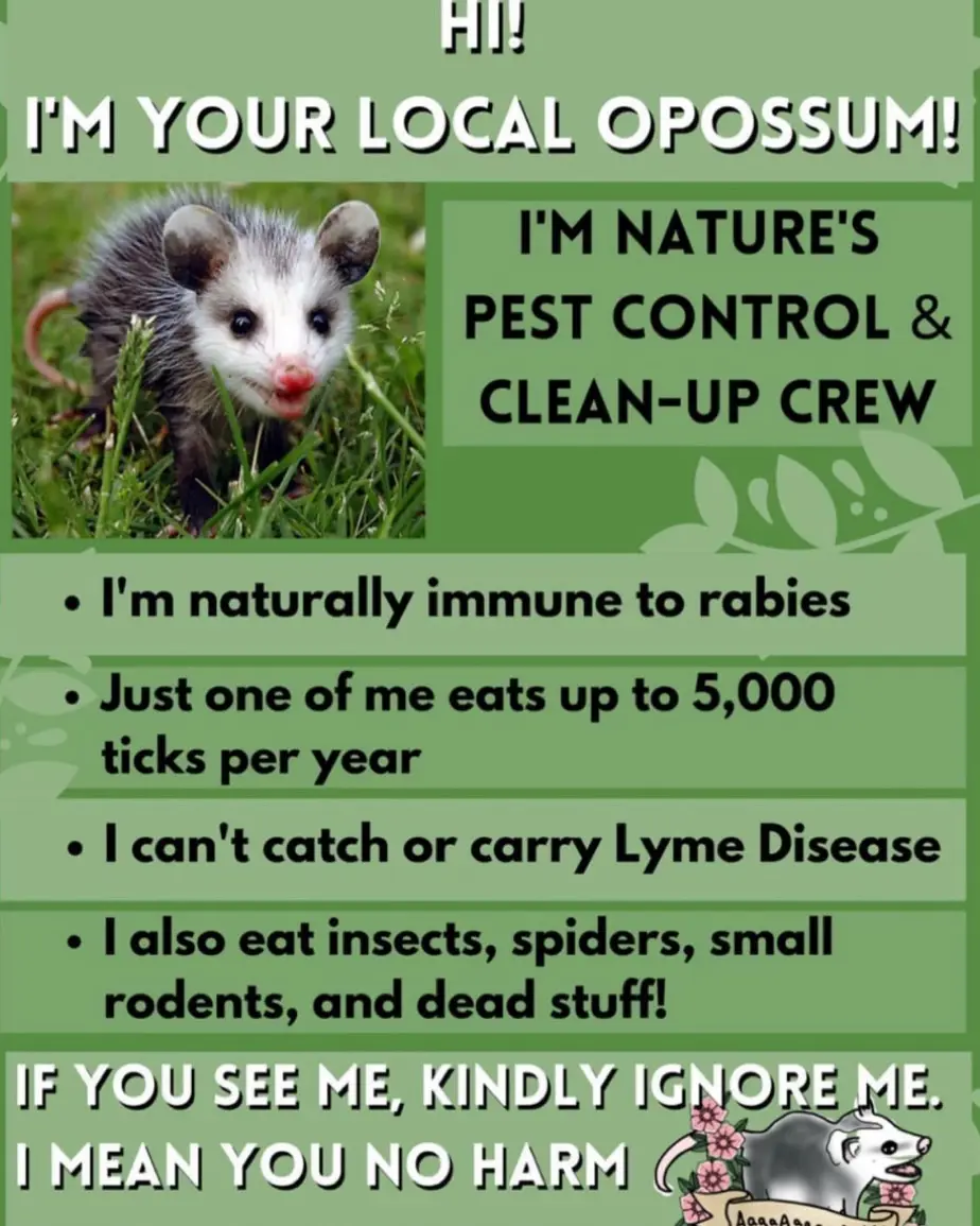 A green informational poster features a photo of a baby opossum in grass and lists its benefits as 'nature's pest control &…