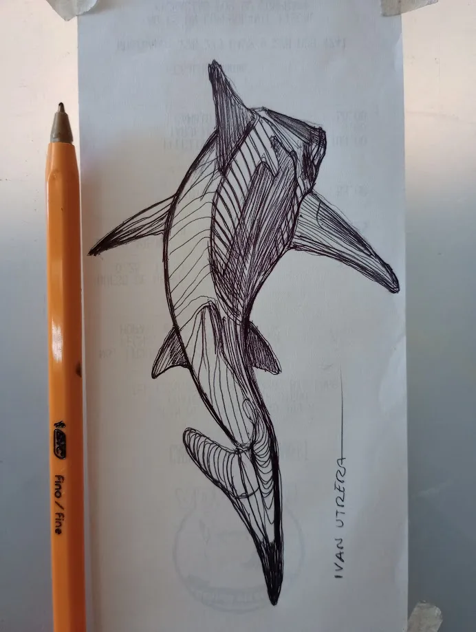 A hand-drawn sketch of a hammerhead shark on paper, rendered with fine black lines and shading, next to an orange Bic pen…