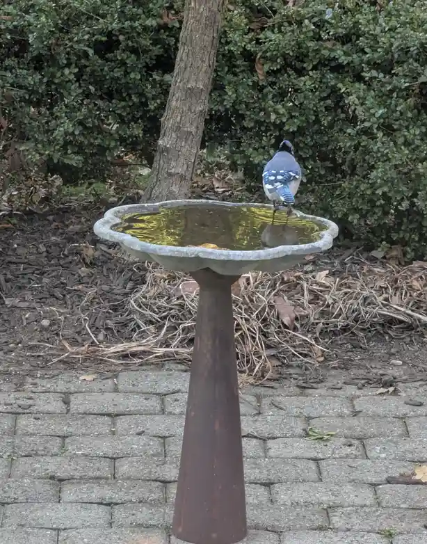 A blue jay stands on the edge of a stone bird bath filled with murky water, facing away from the camera. The bird bath sits…