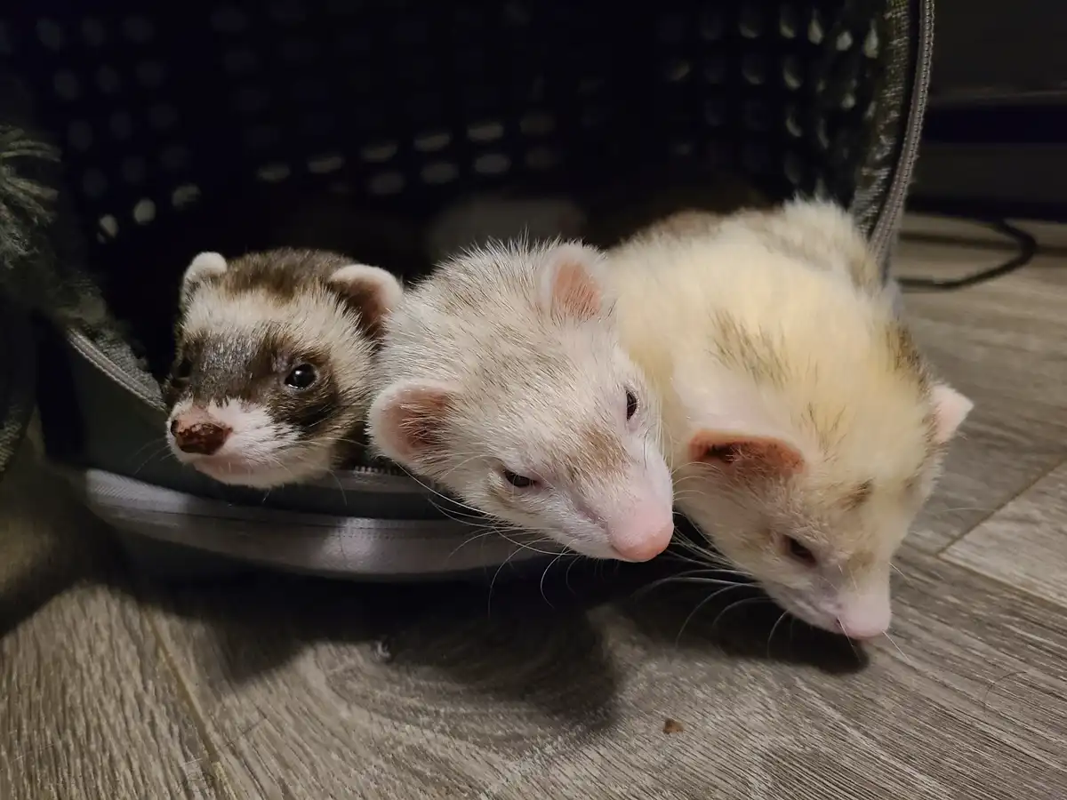 Three ferrets peek out from a dark, perforated pet carrier on a wooden floor. The ferret on the left has dark markings…