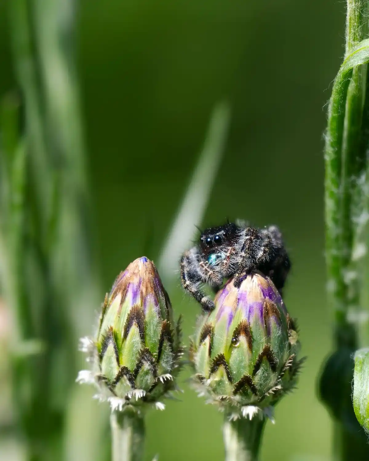 A close-up photo shows a fuzzy black jumping spider perched atop a green and purple flower bud, with another similar bud…