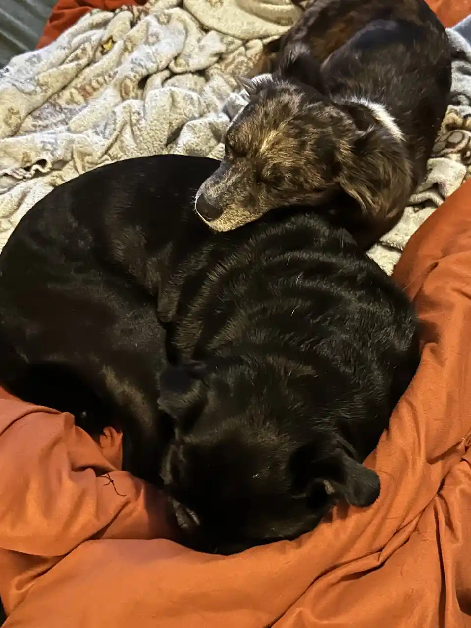 Two dogs are sleeping on a bed with orange and patterned blankets; one black dog curls up while the other, a brindle dog…