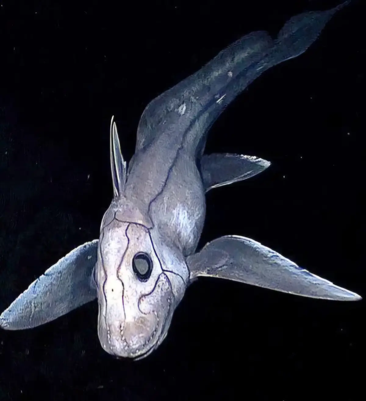 A close-up photograph of a deep-sea fish, likely a type of anglerfish or similar species, against a black background. The…