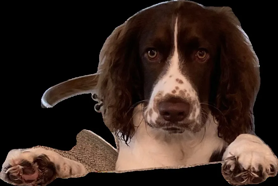 A brown and white dog with long floppy ears and a sad, pleading expression looks directly at the viewer, its front paws…