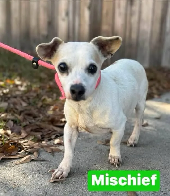 A small white dog with large dark eyes and floppy ears stands on a paved path, wearing a pink leash and collar, looking…