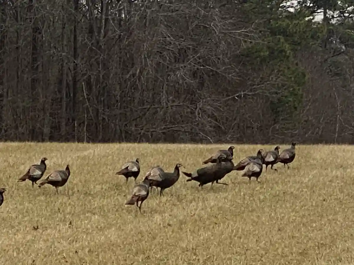 Are Those Wild Turkeys Roaming Around?