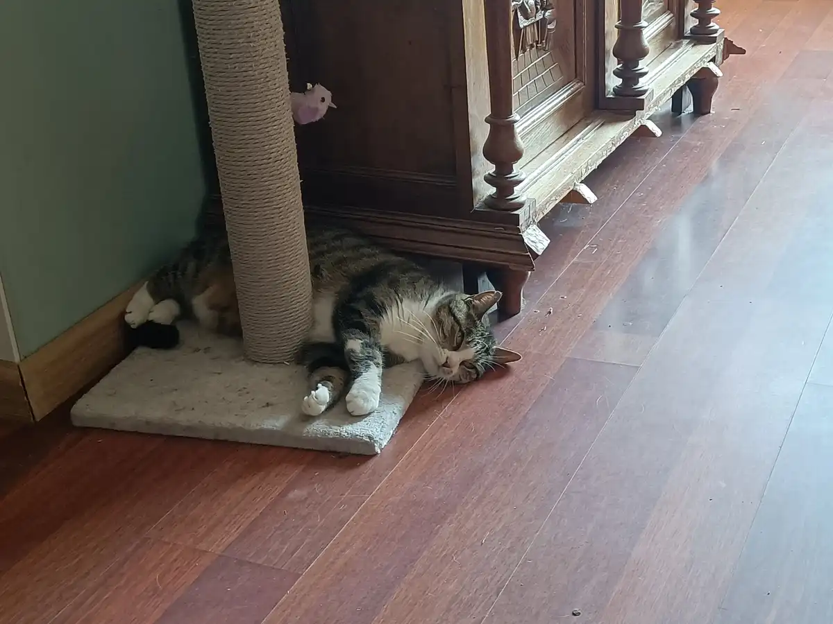 A tabby cat with white paws is lying on its side on a grey mat under a cat tree, appearing very relaxed and sleepy. The cat…