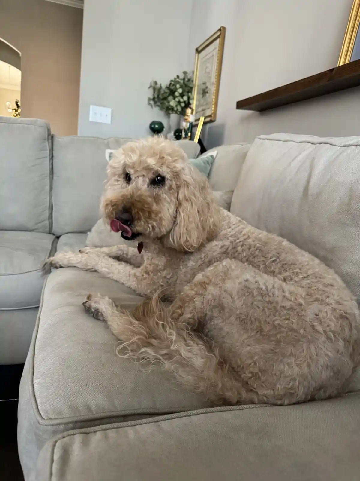 A fluffy, light-brown poodle-like dog is lounging comfortably on a light gray couch, its tongue slightly out in a relaxed…